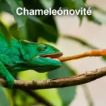 chameleónovité