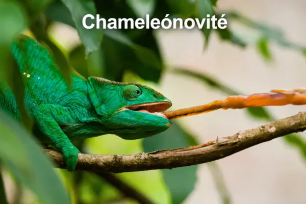 chameleónovité
